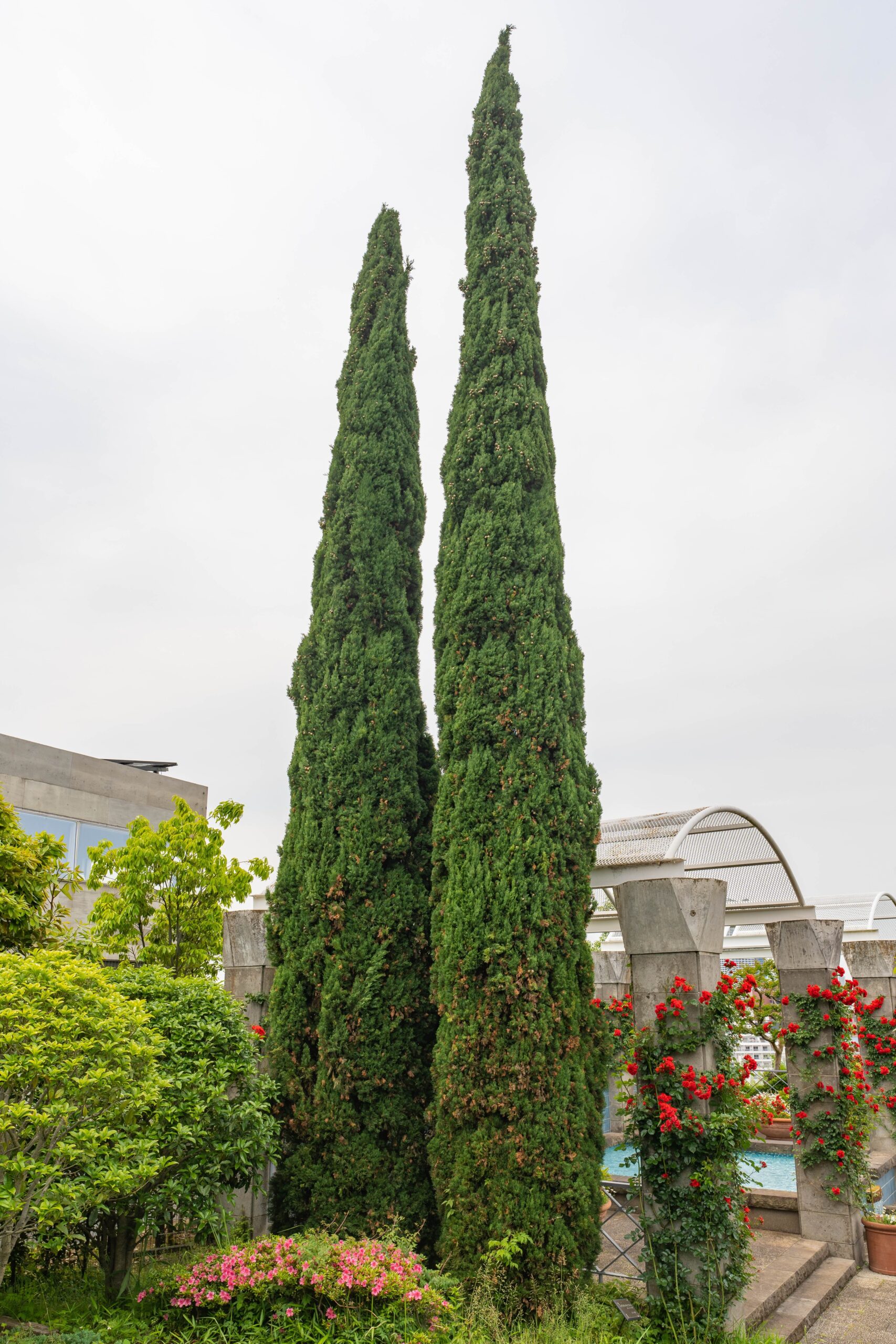 Italian Cypress tree