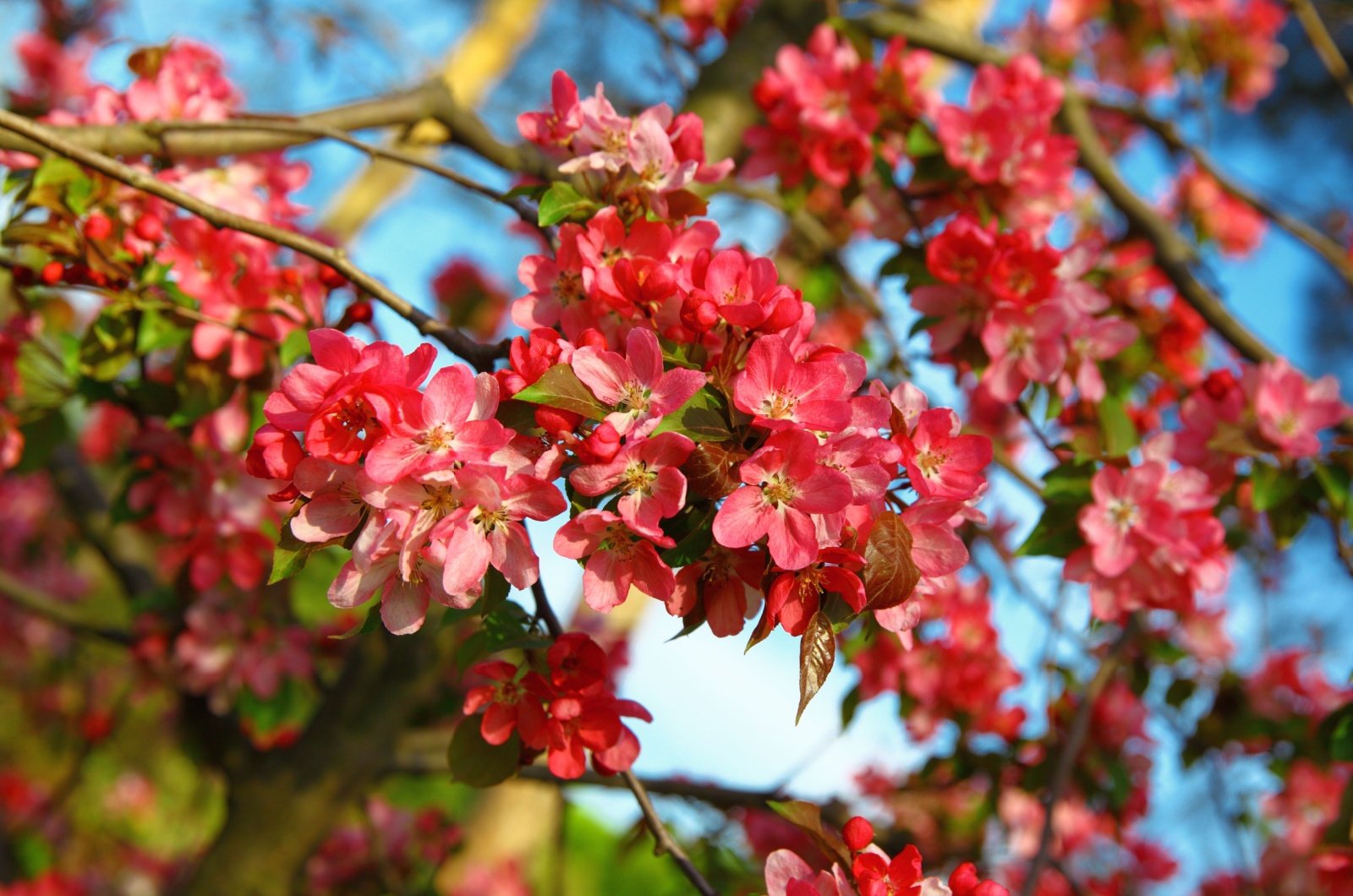 Japanese Quince