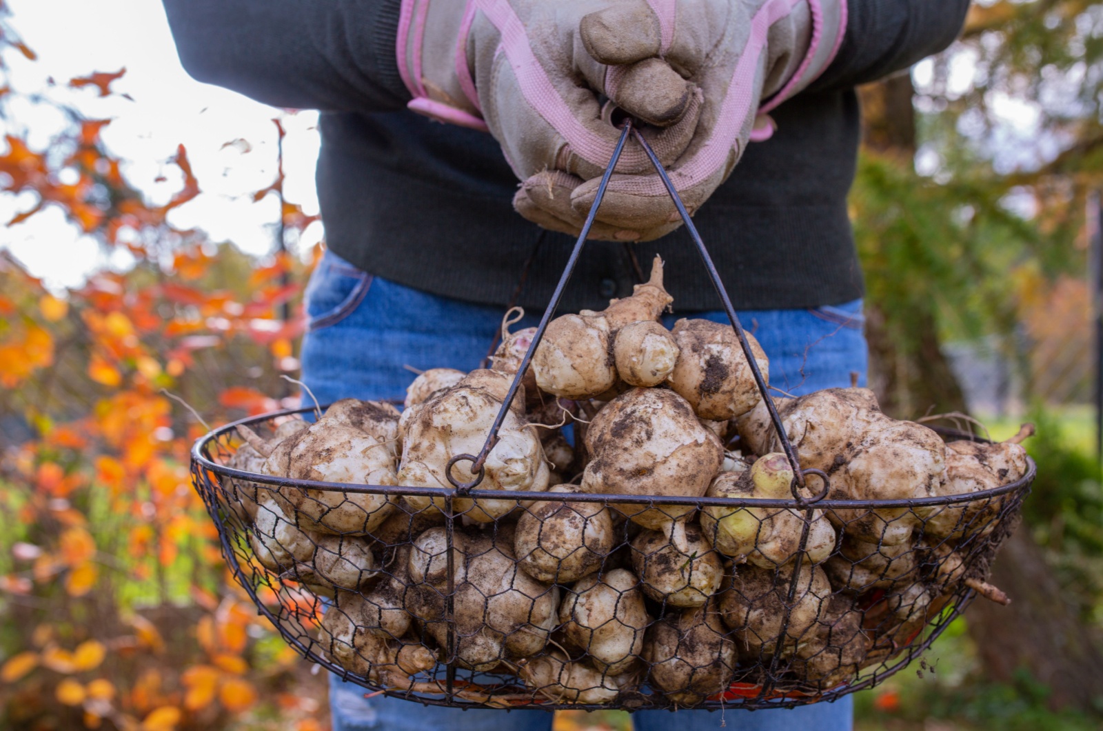 Jerusalem artichoke tubers