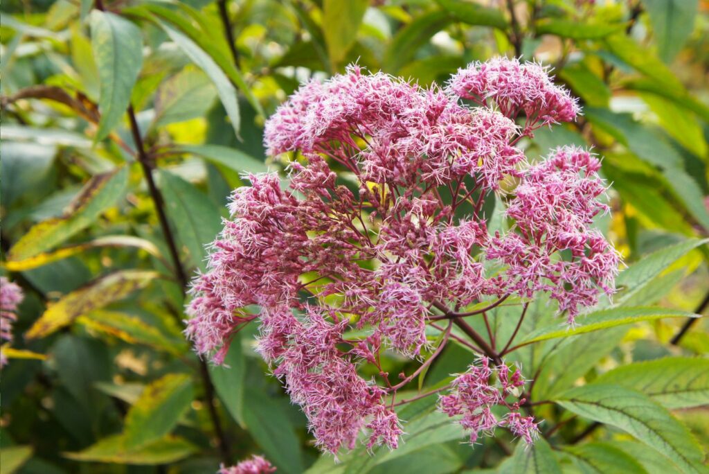 Joe-Pye Weed