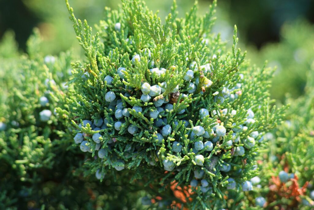 Juniperus virginiana