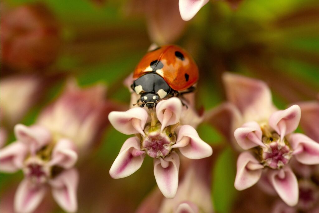 Ladybug on Milkweed