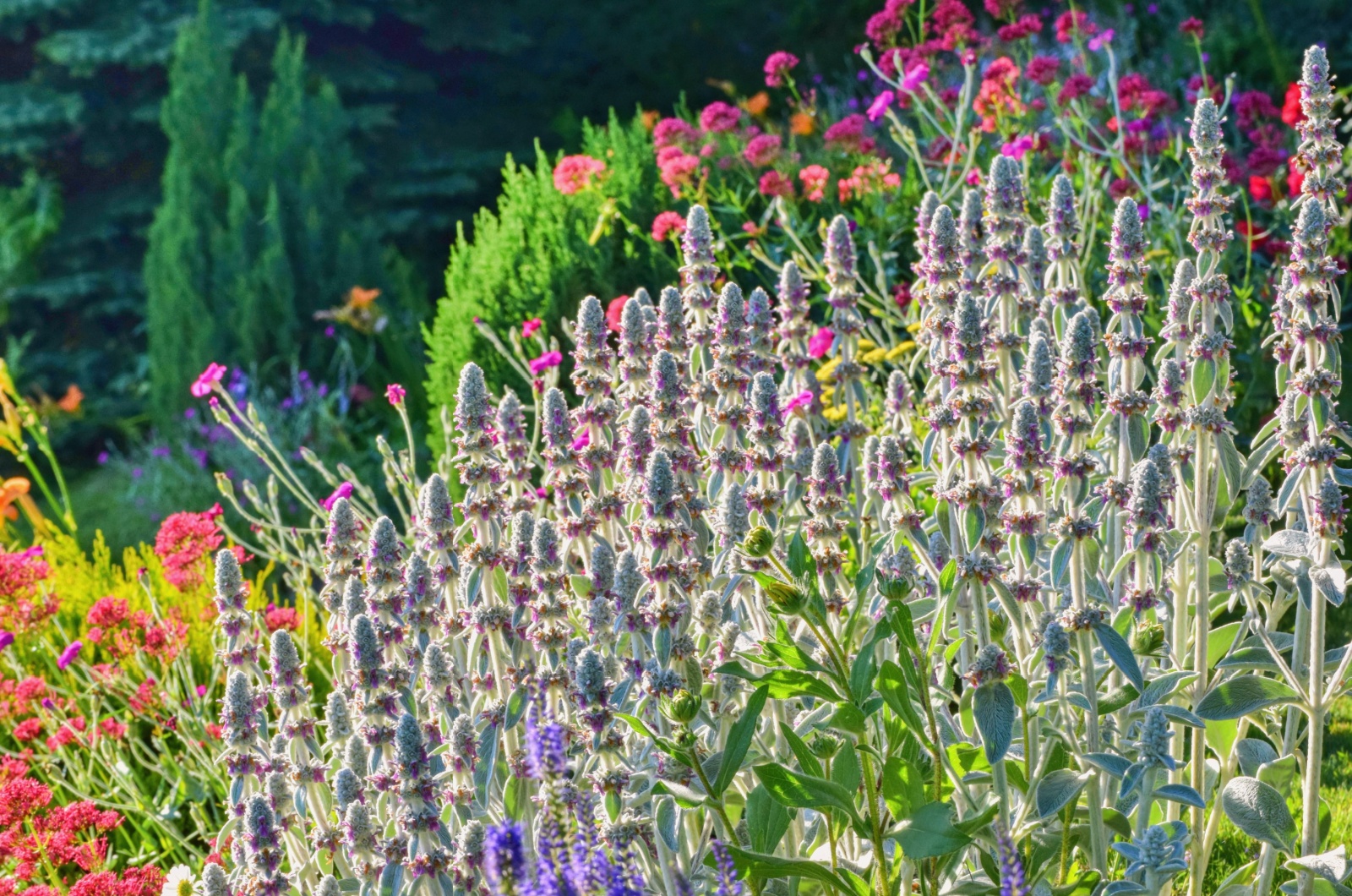 Lamb’s Ear