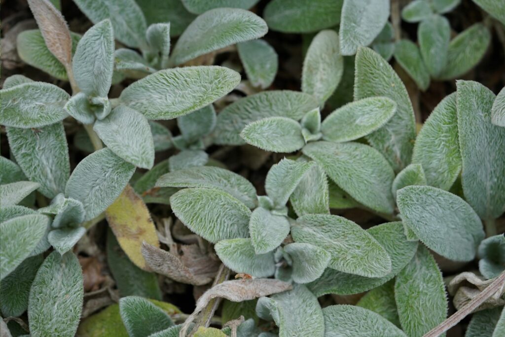 Lambs ear or woolly nettle