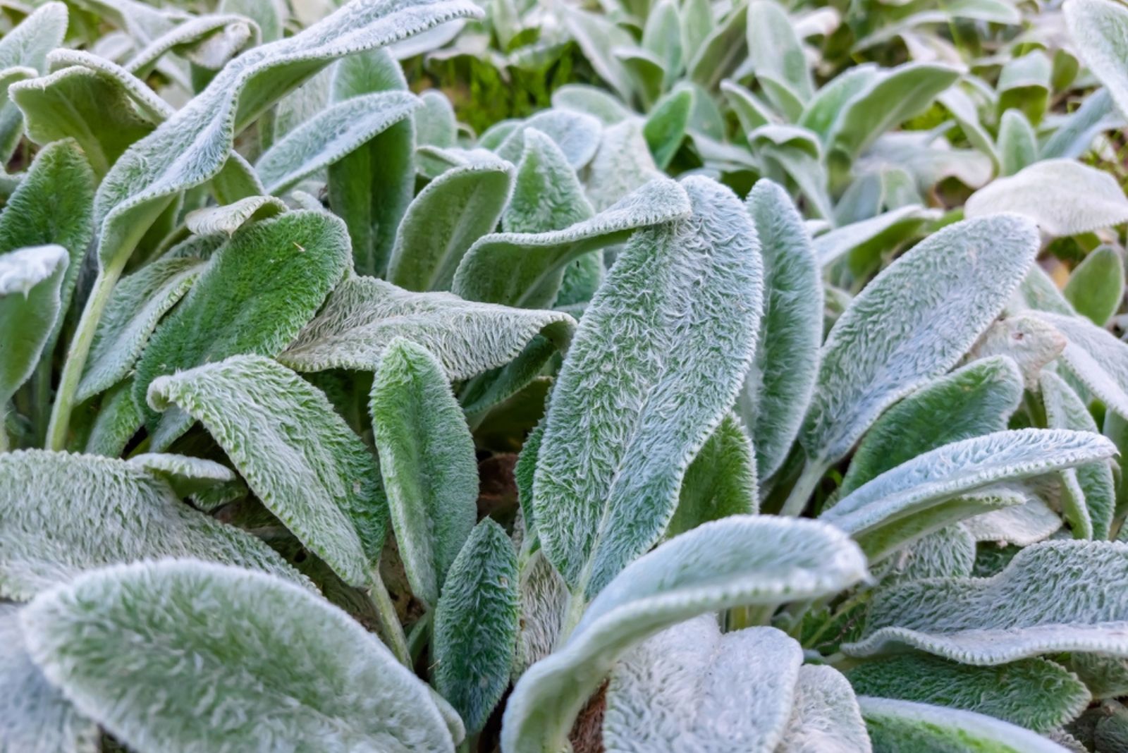 Lamb's ear plant