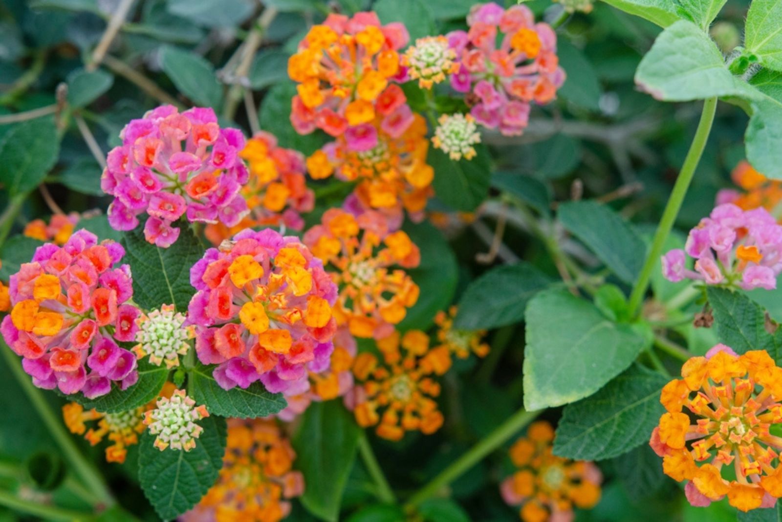 Lantana camara flowers