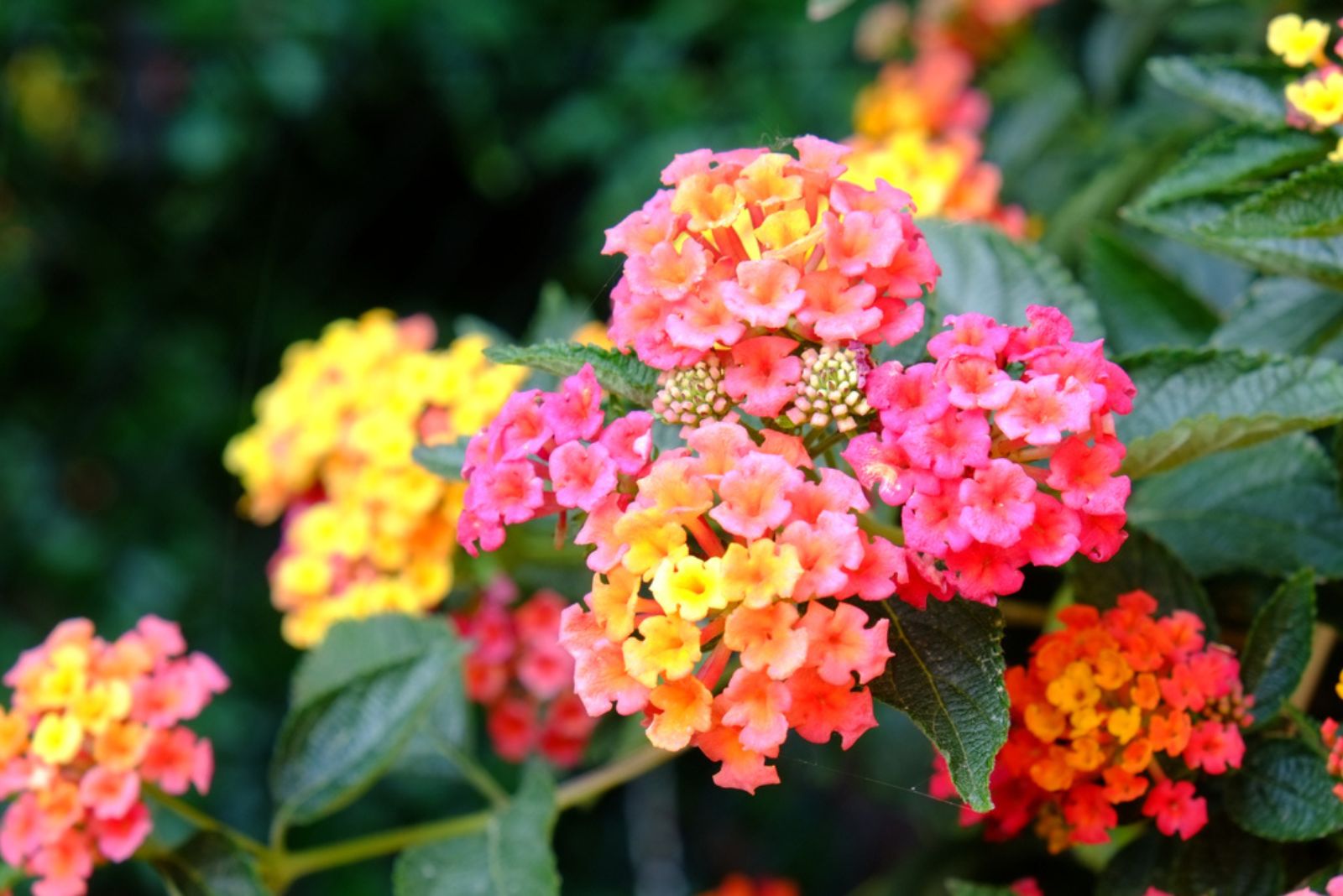 Lantana flowers