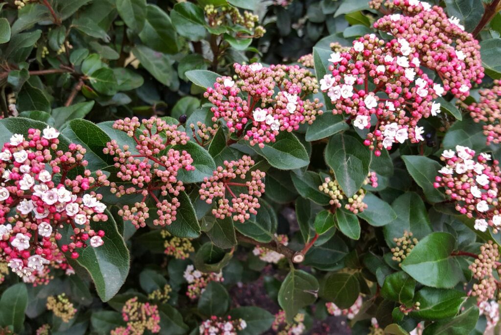 Laurustinus flowering