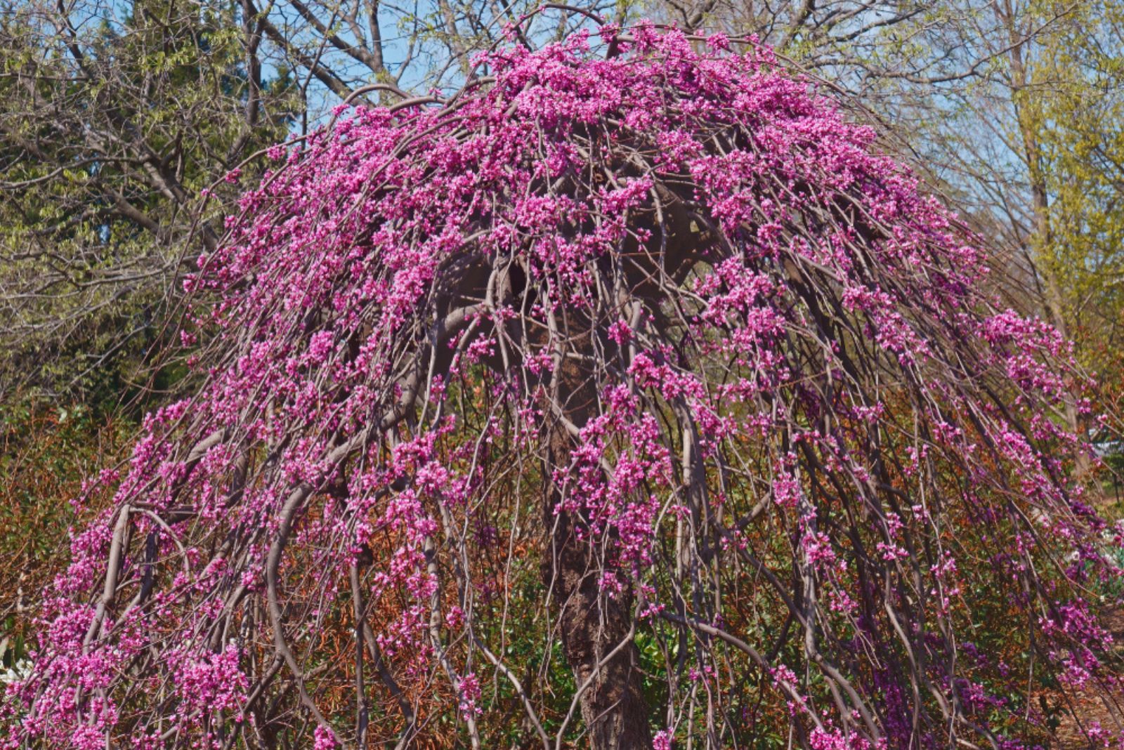 Lavender twist weeping redbud