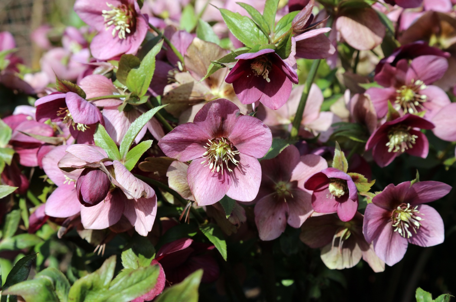 Lenten Rose