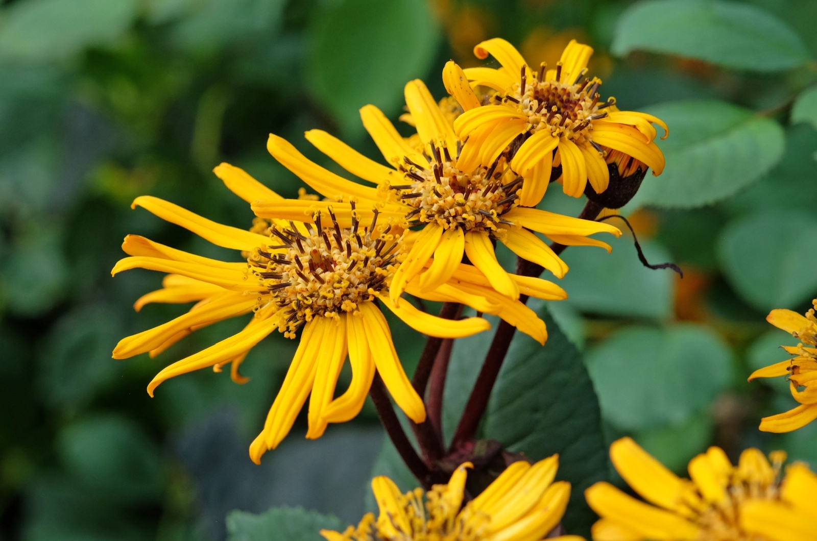 Leopard Plant