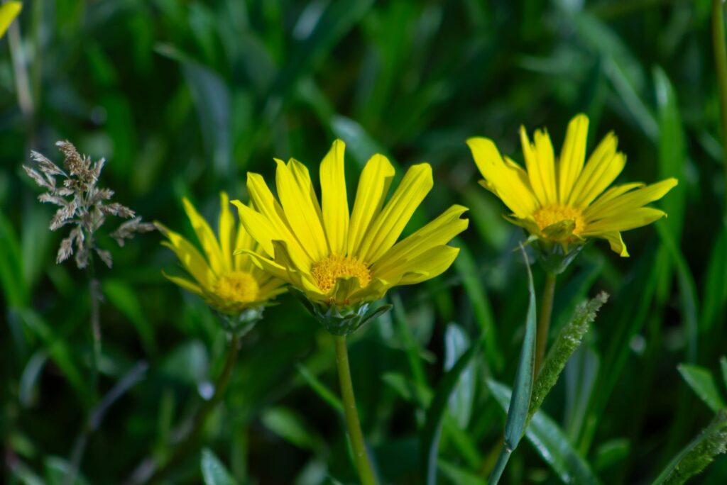 Leopard's Bane yellow flower