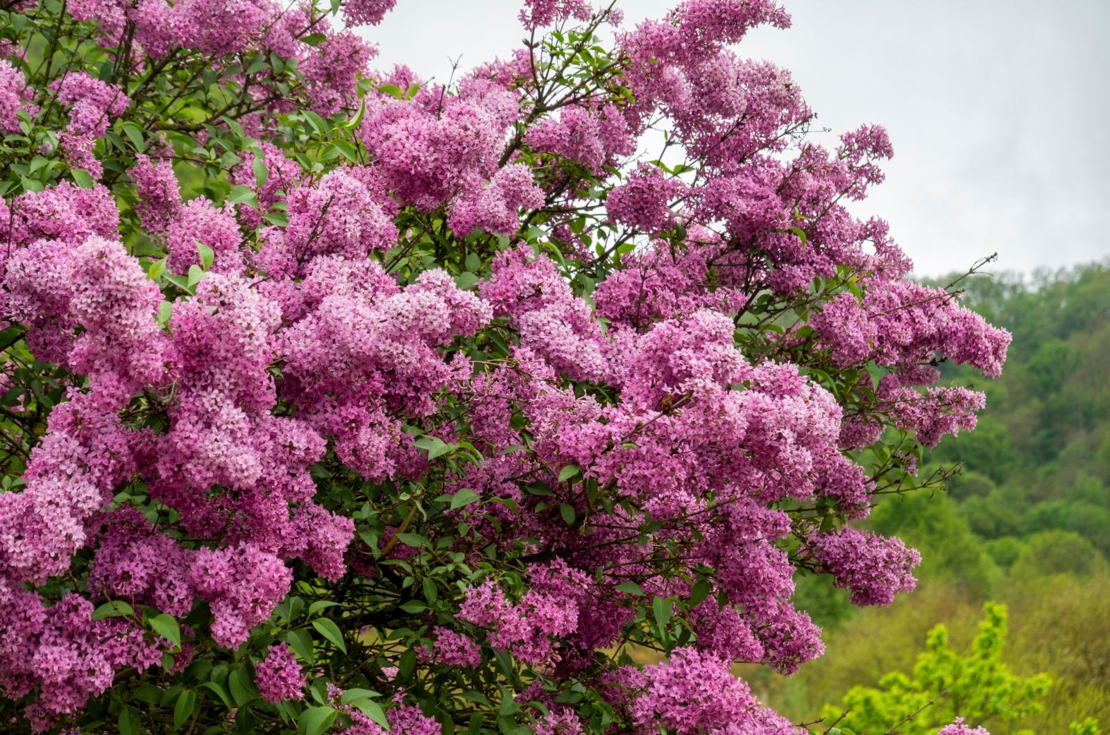 Lilac Bush