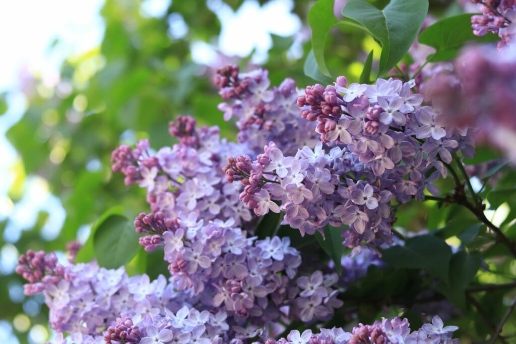 Lilac blossom on a sunny day in the park