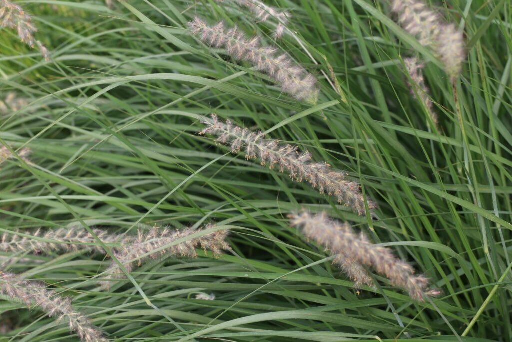 Little Bluestem