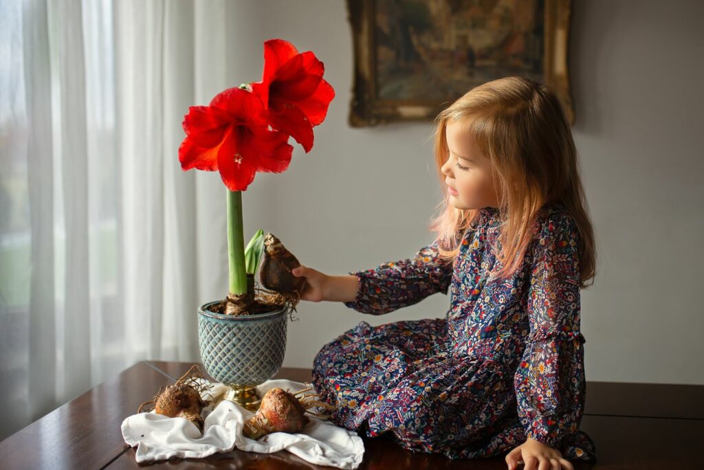 Little white girl sitting on the table near the vase with red amaryllis and bulb