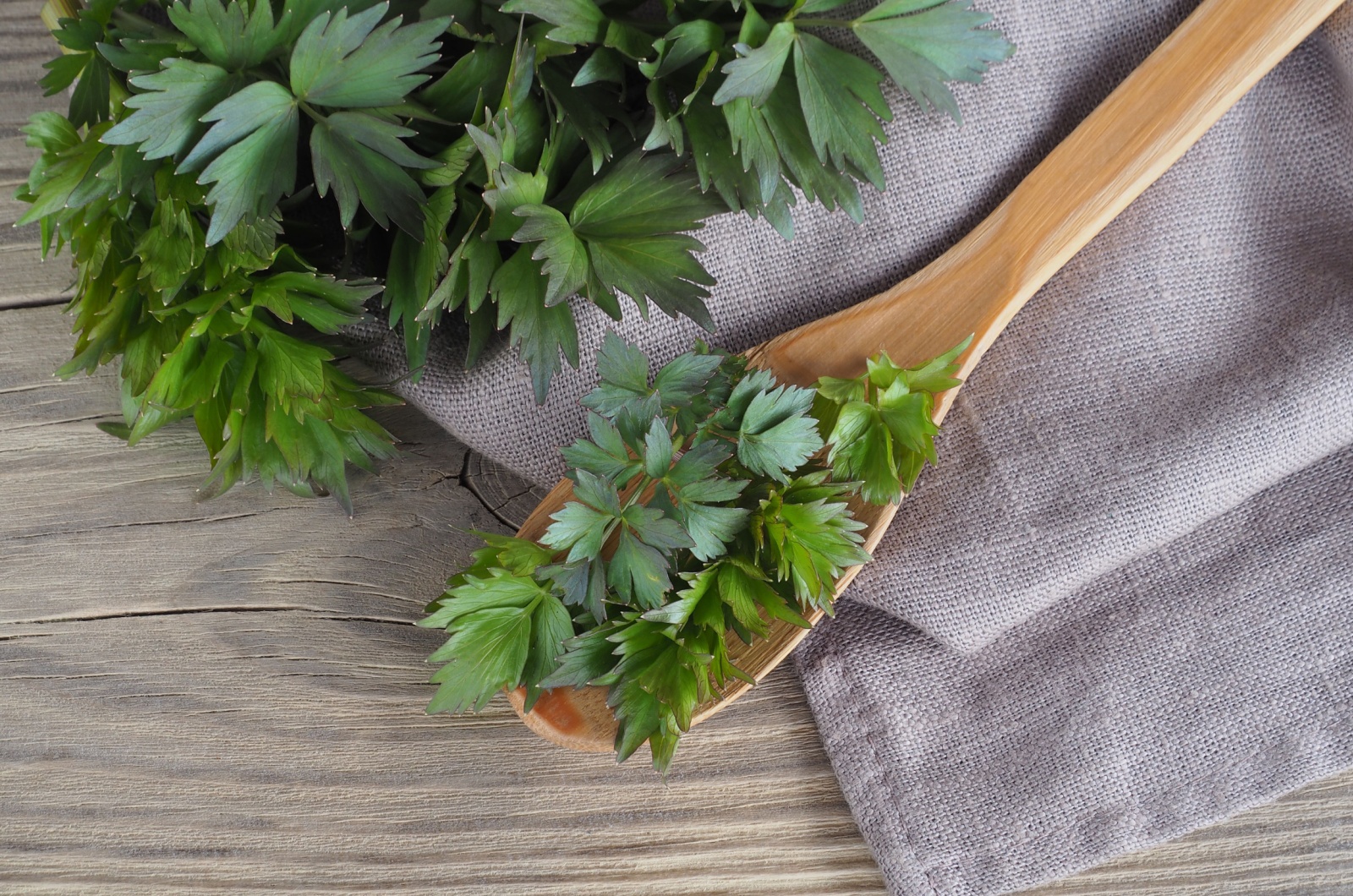 Lovage plant