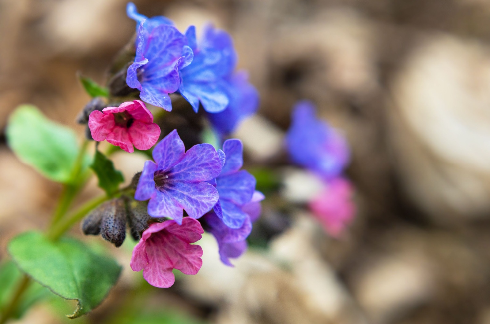 Lungwort