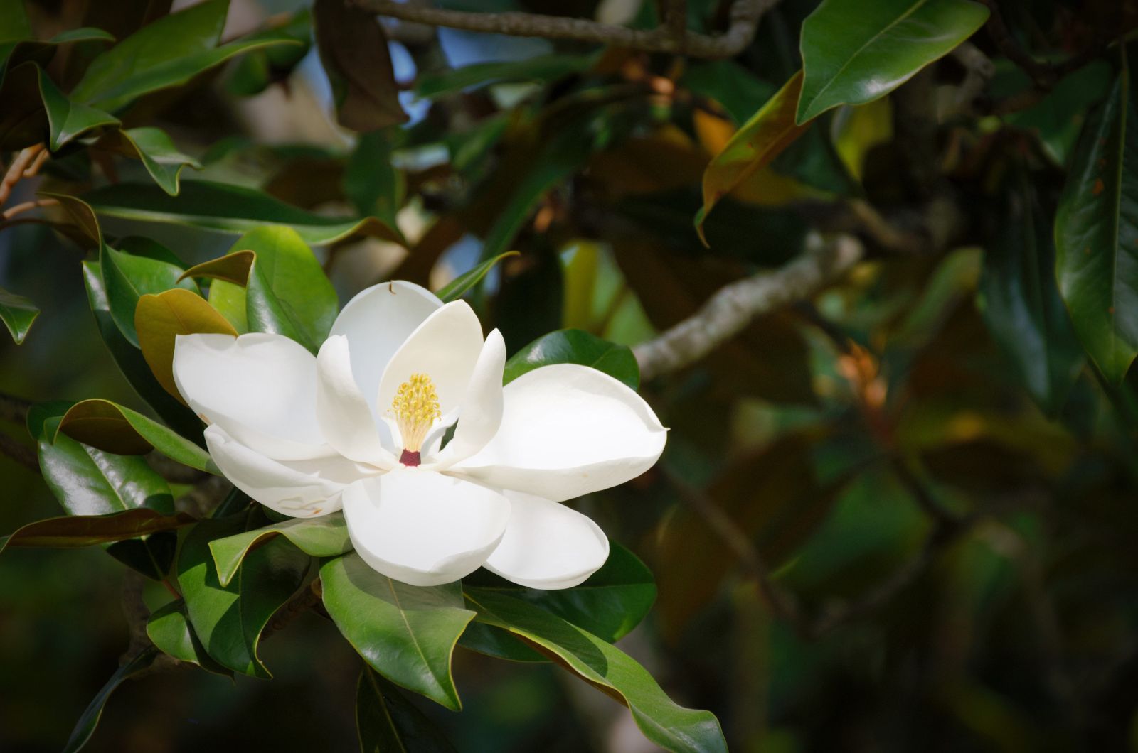 Magnolia tree