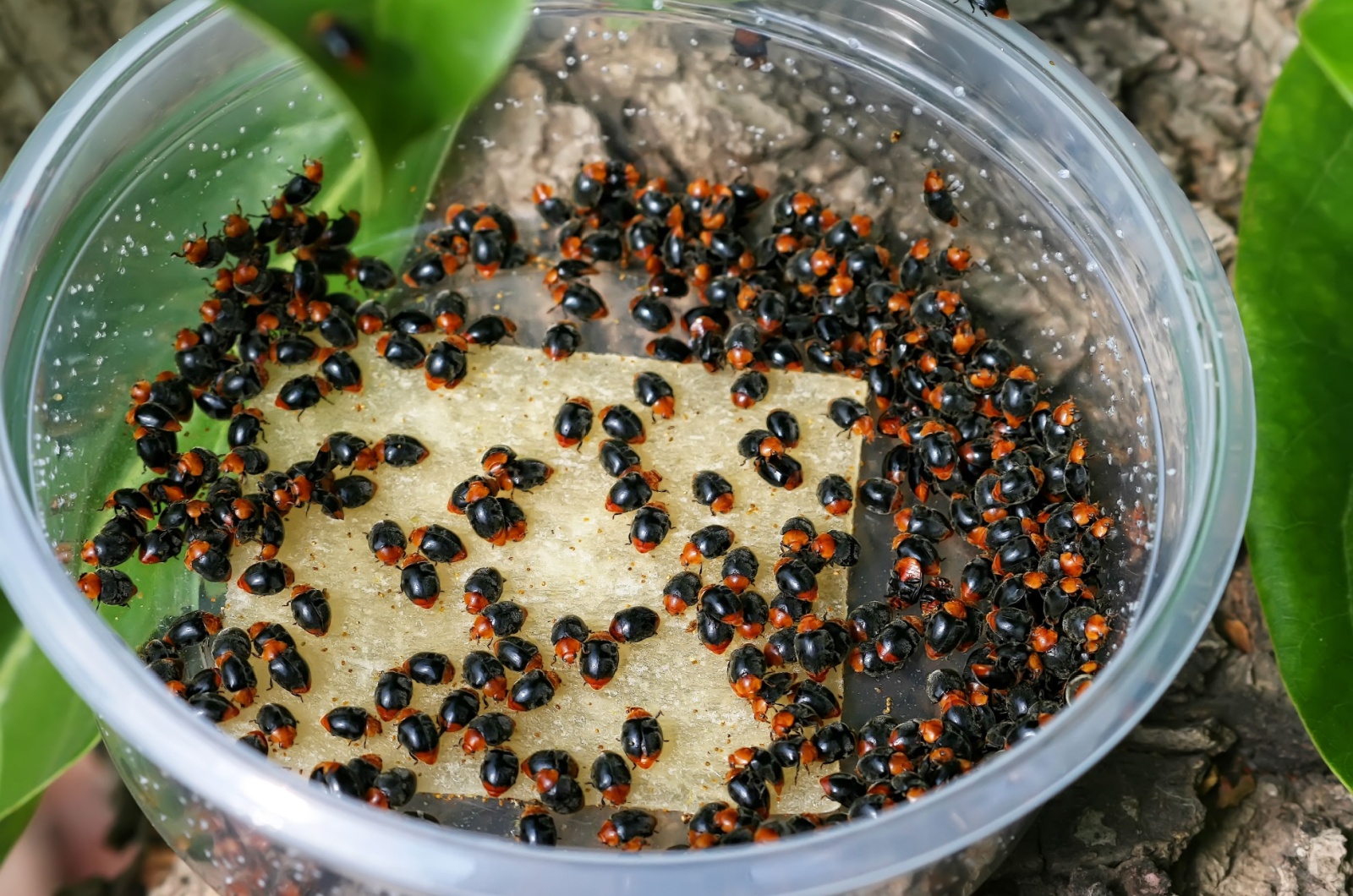 Mealybug ladybirds