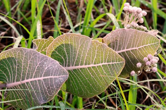 Milkweed