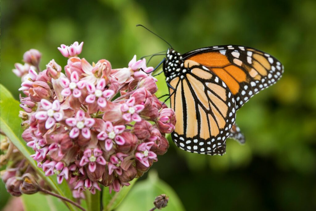 Monarch butterfly feeding on milkweed