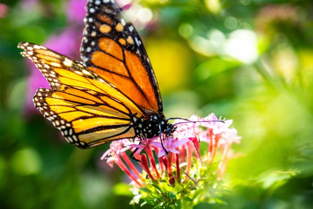 Monarch butterfly feeding on pink flowers.