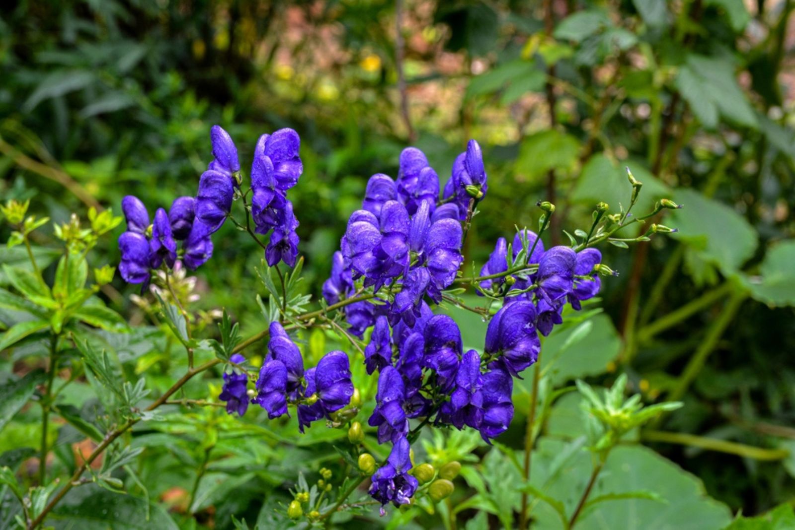 Monkshood flowers