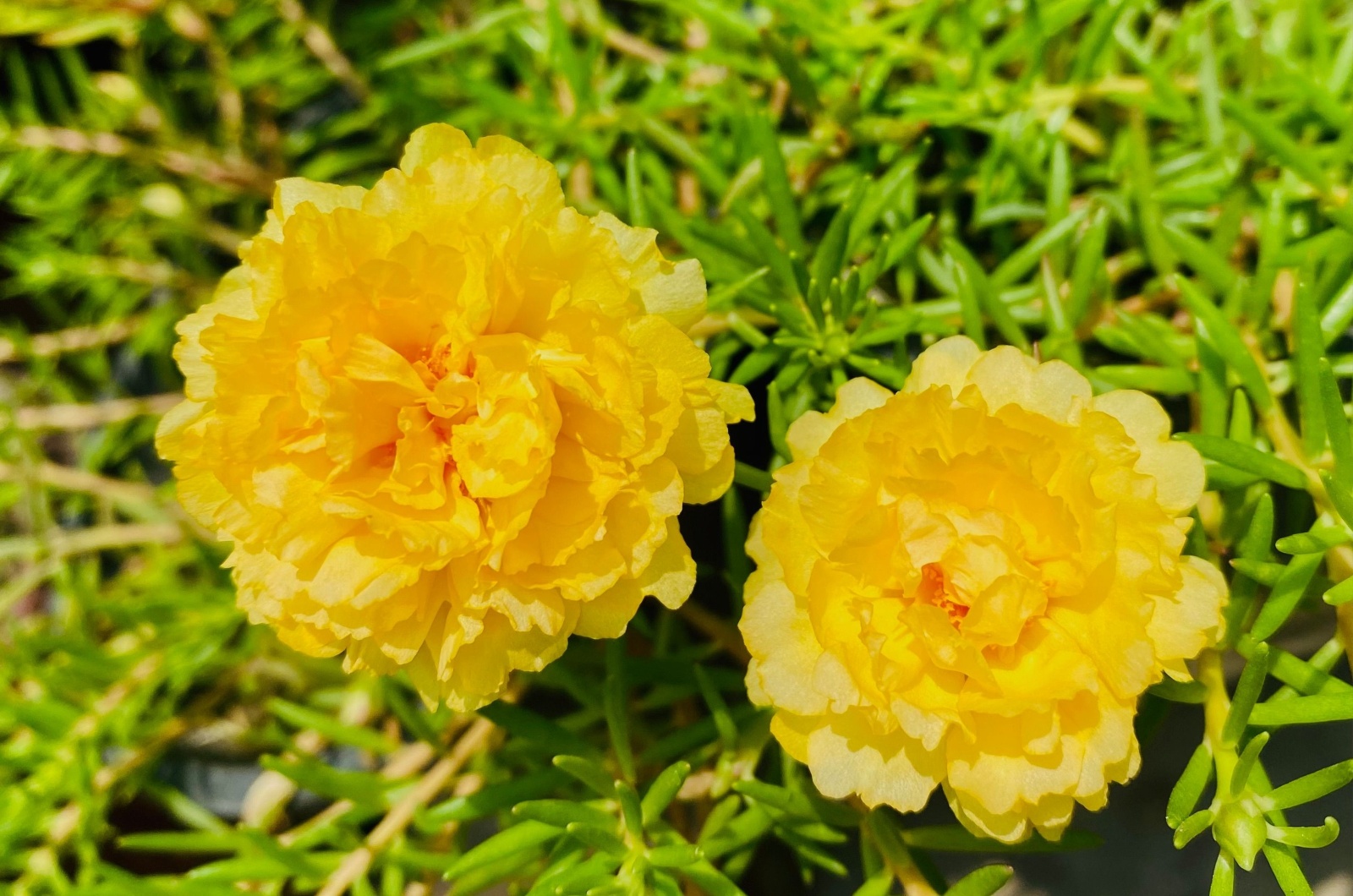 Moss Rose