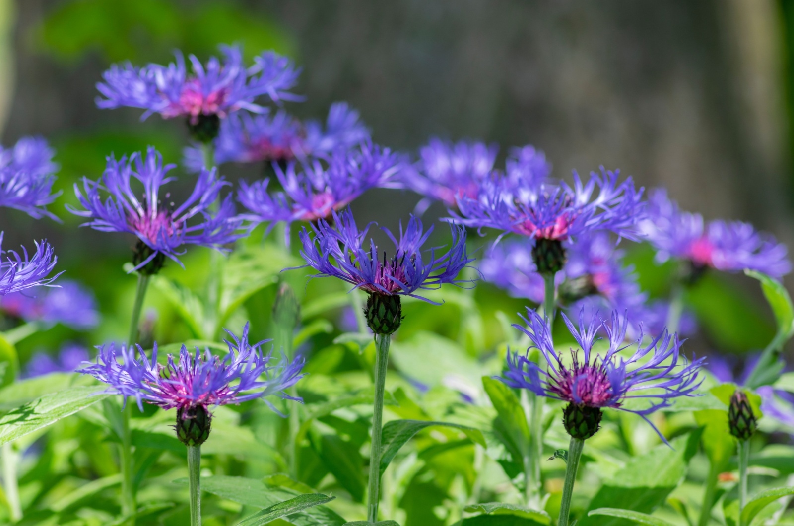 Mountain Bluet