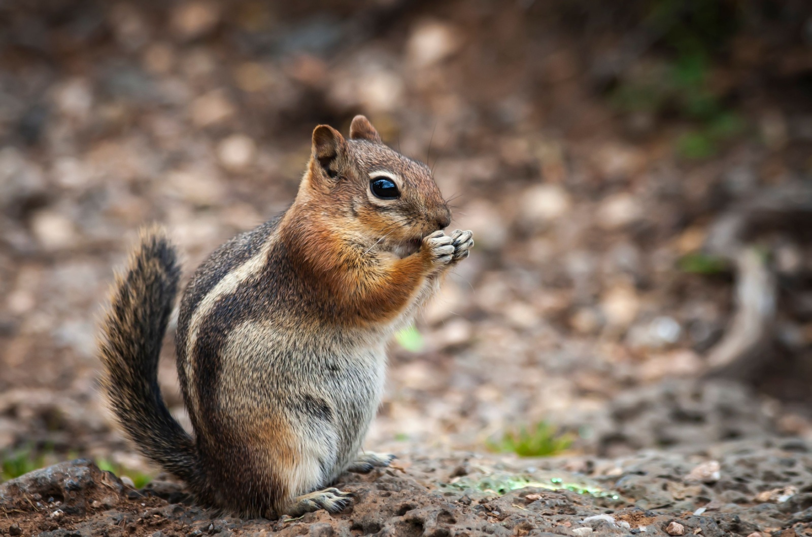 Mountain Chipmunk Eating