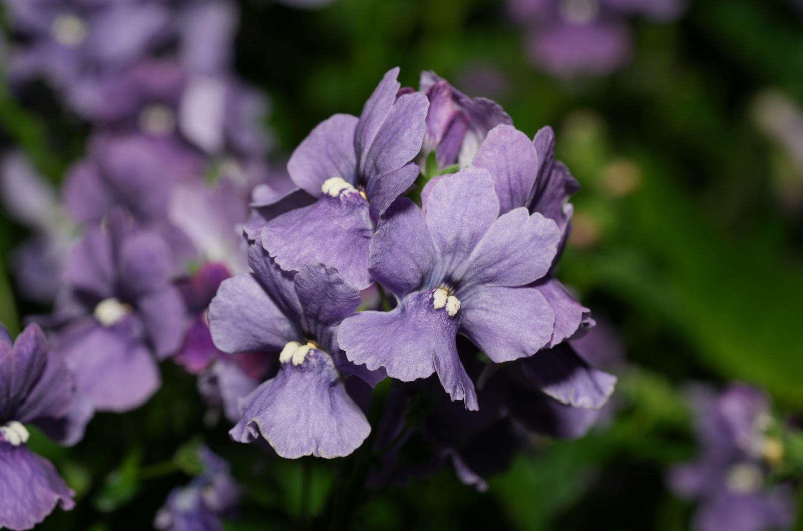 Nemesia plant