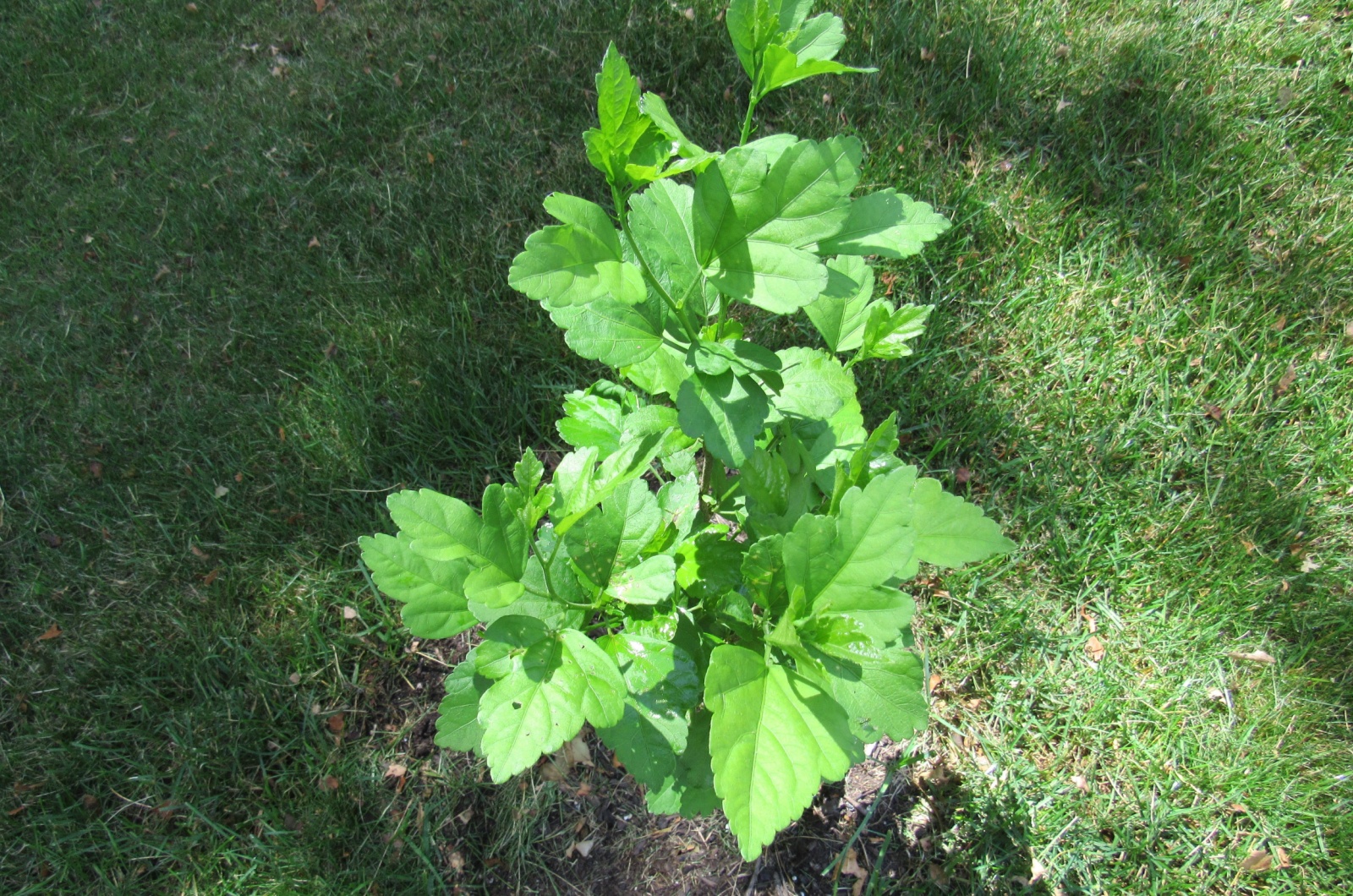 Newly planted Rose of Sharon shrub