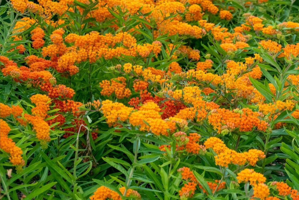 Orange butterfly weed