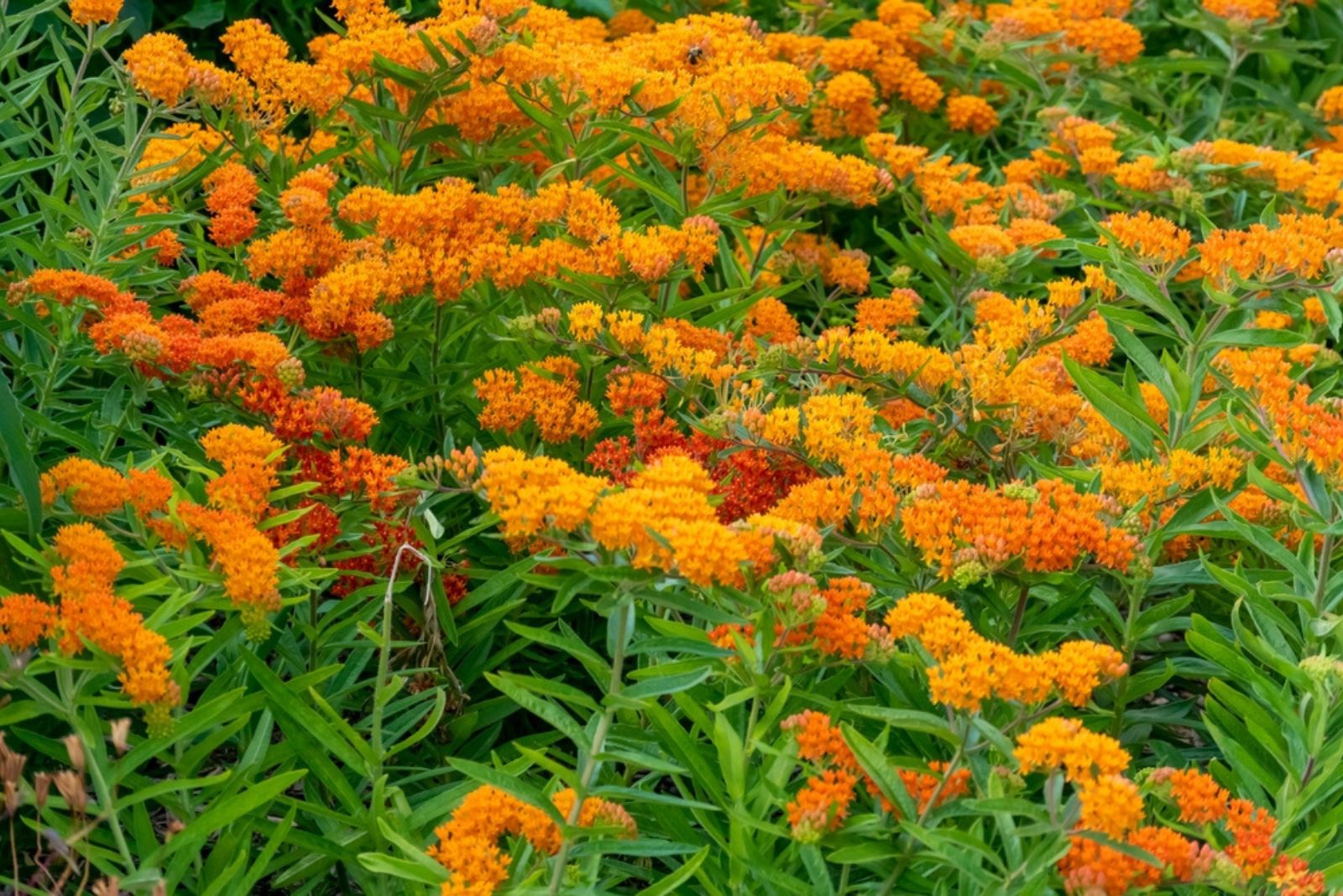 Orange butterfly weed