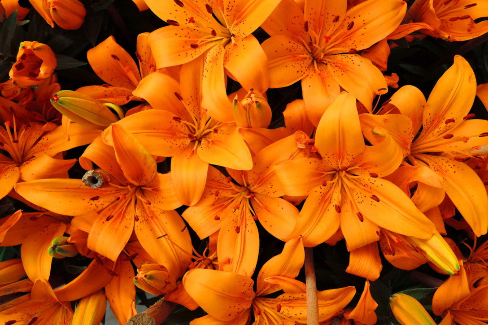 Orange tiger lilies