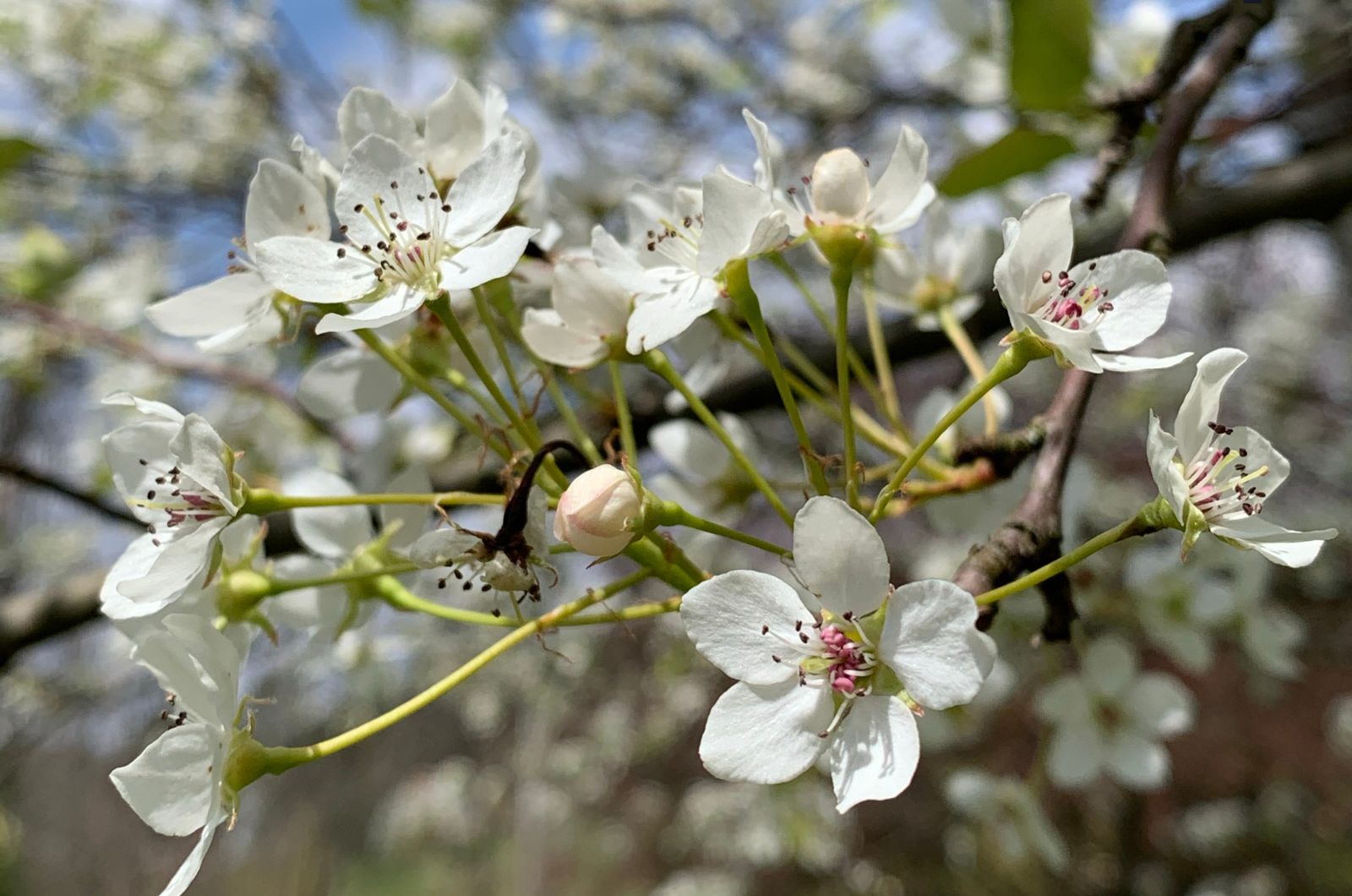 Ornamental pear