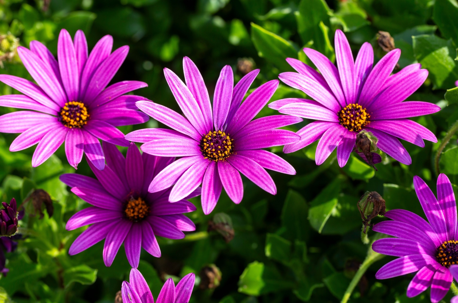 Osteospermum