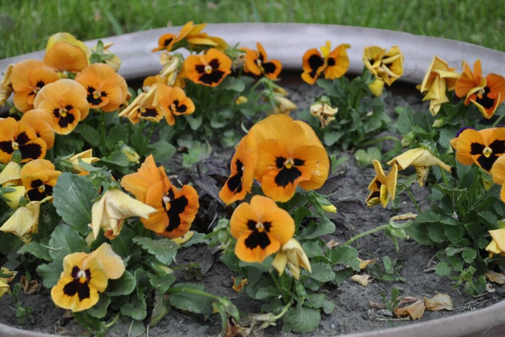 Pansies in the garden