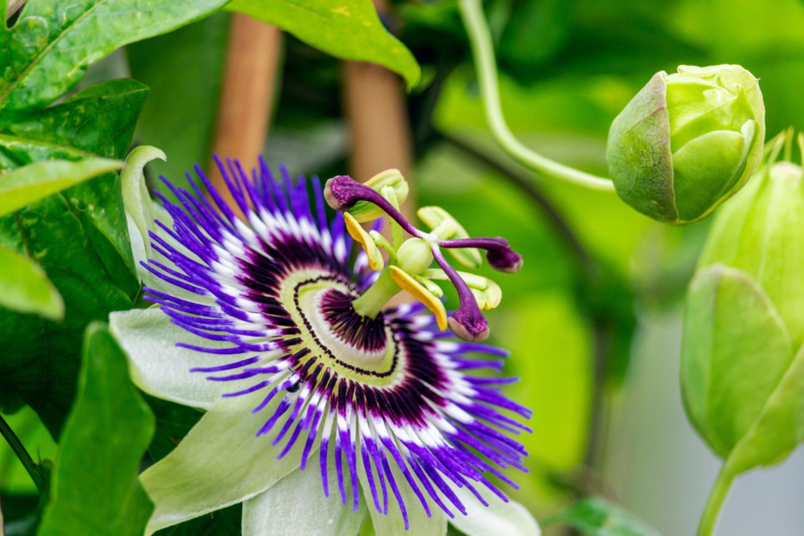 passionflower