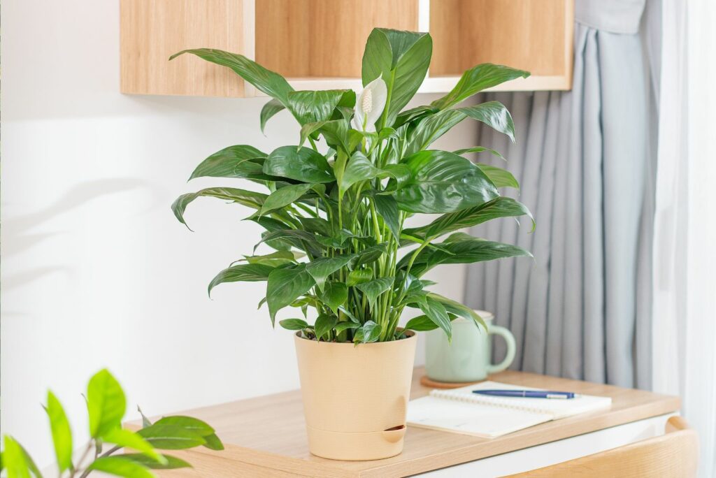 Peace Lily in a pot on a table