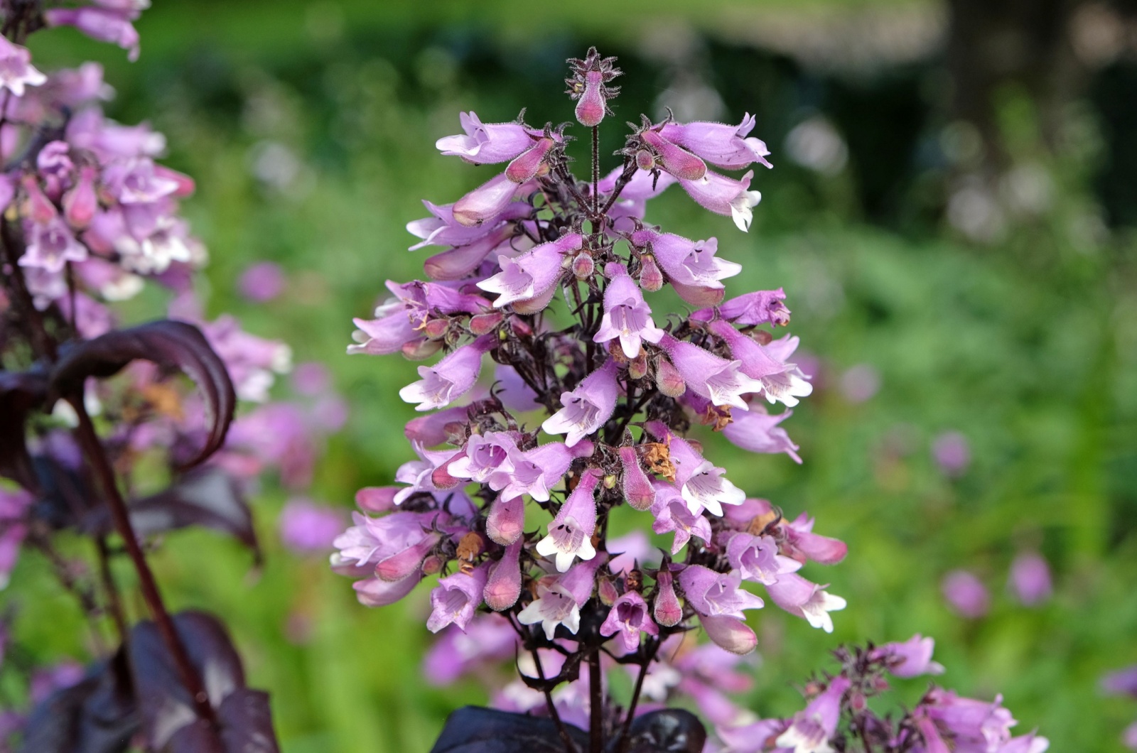 Penstemon