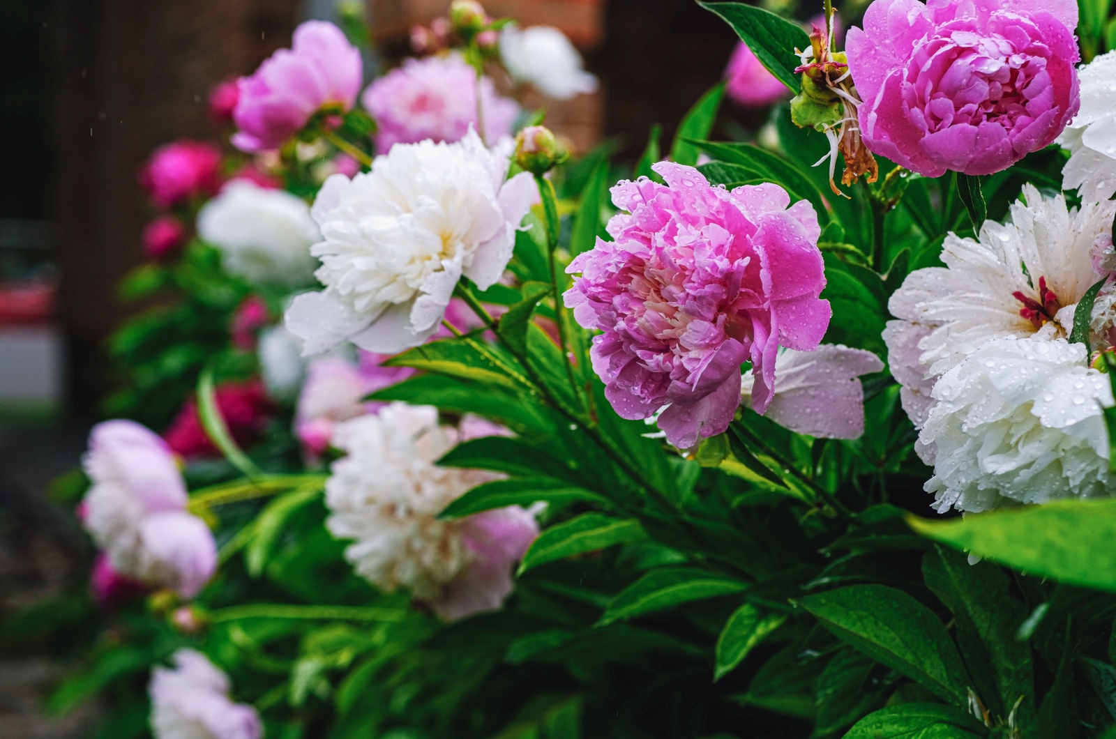 Peonies in the rain