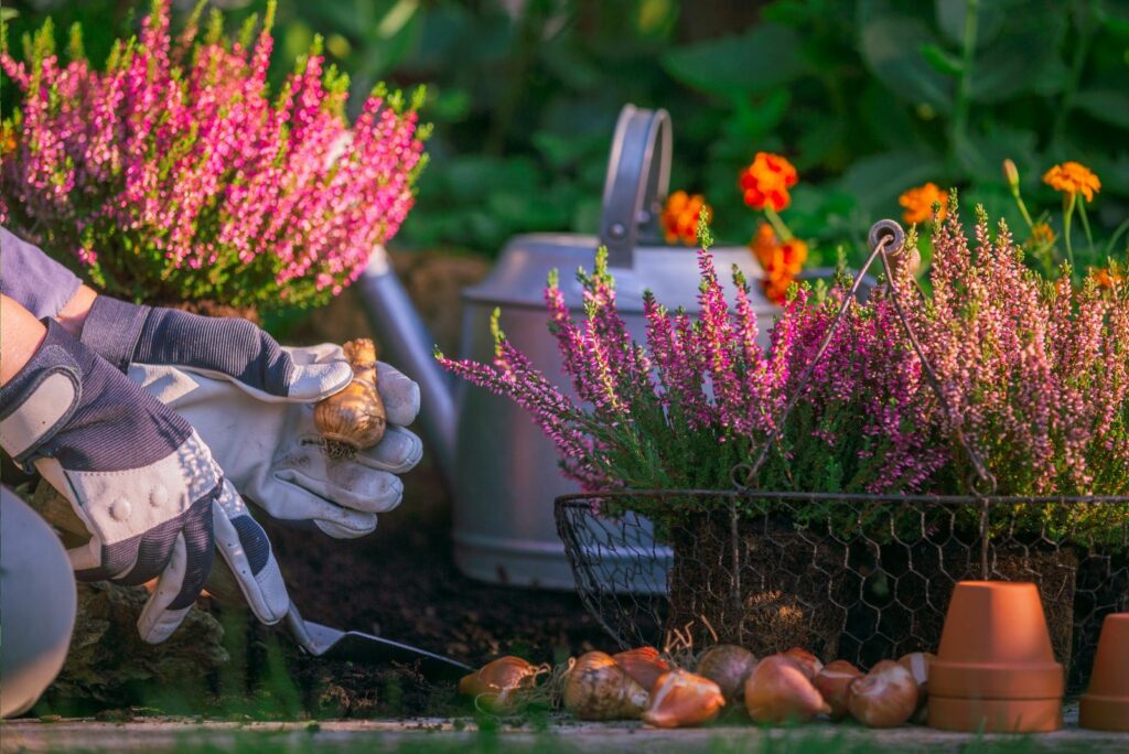 Person planting flower bulbs in the garden