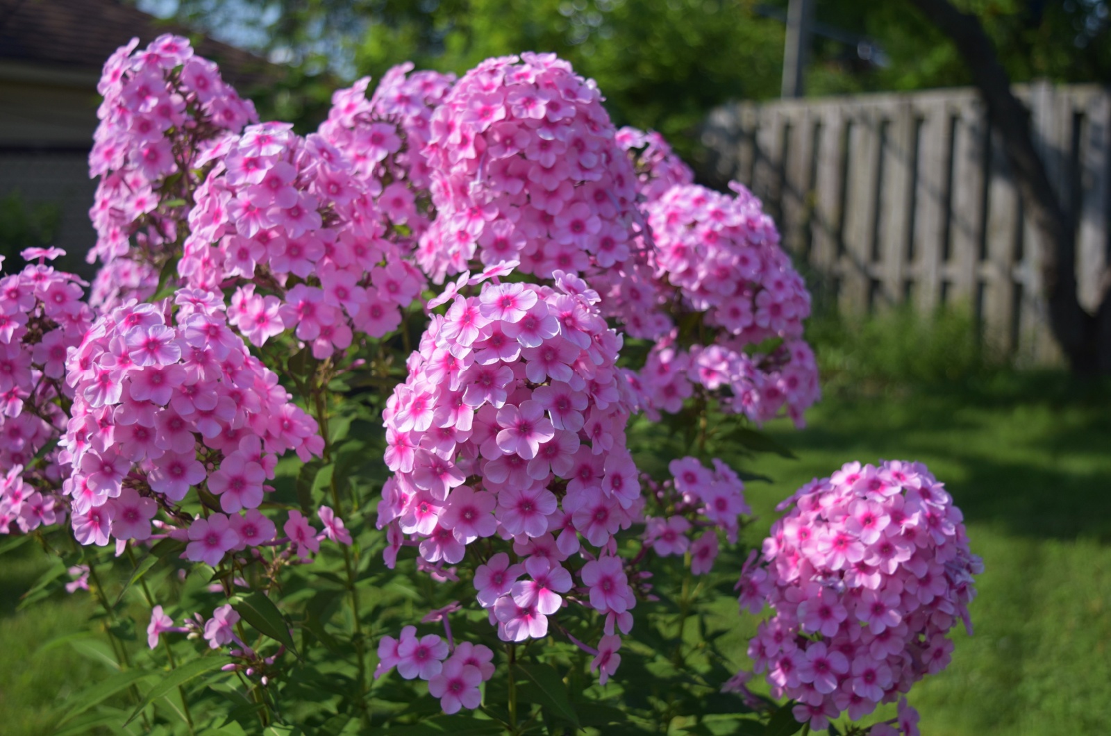 Phlox paniculata