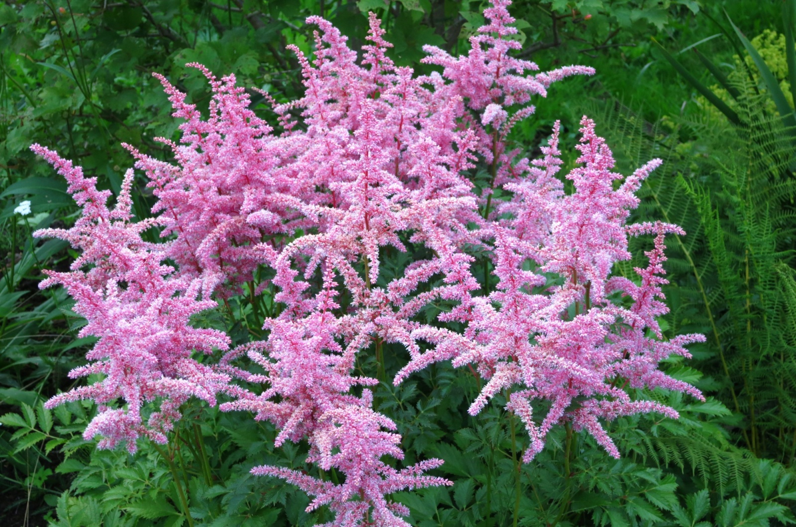 Pink Astilbe