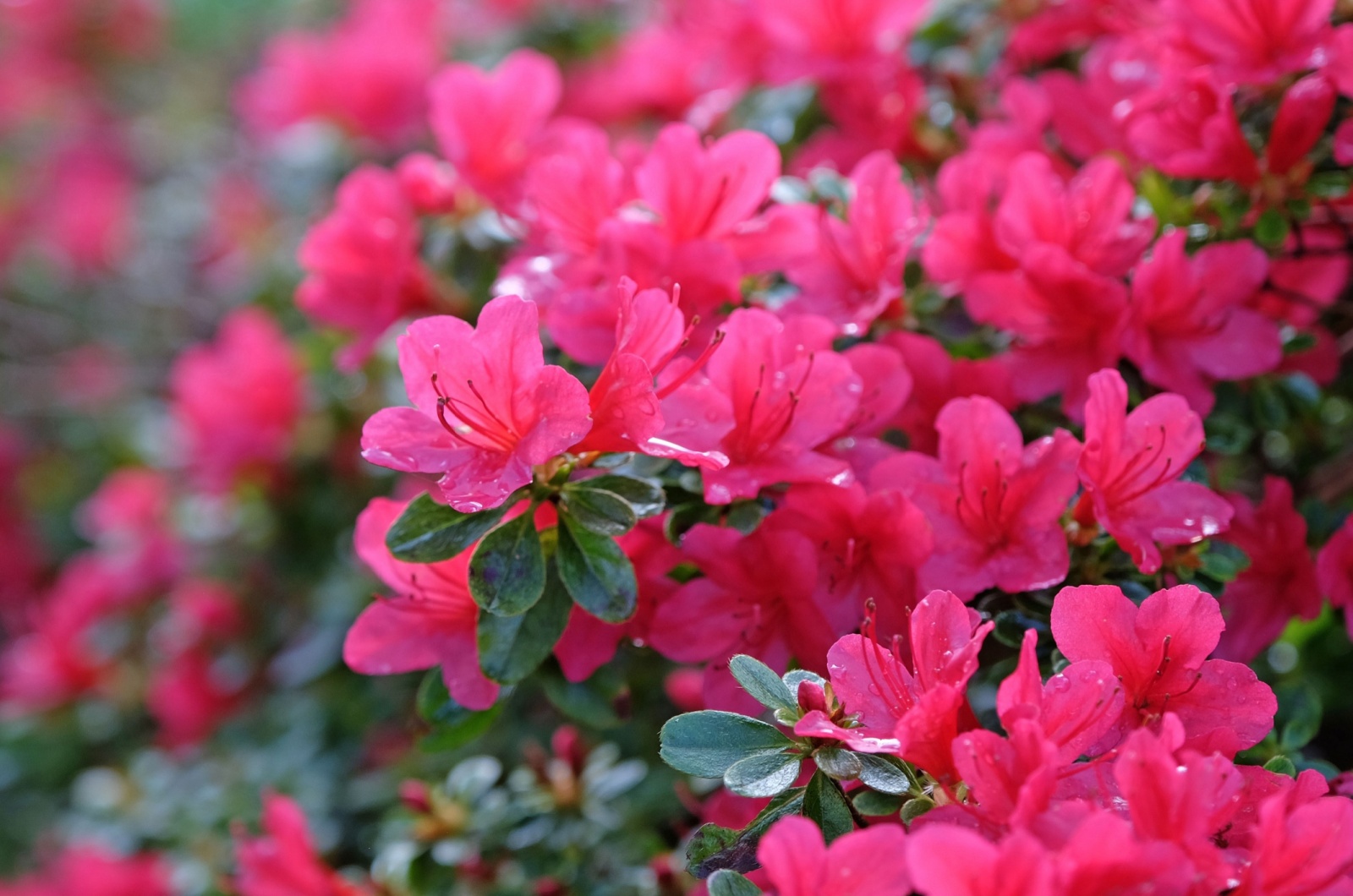 Pink Azalea