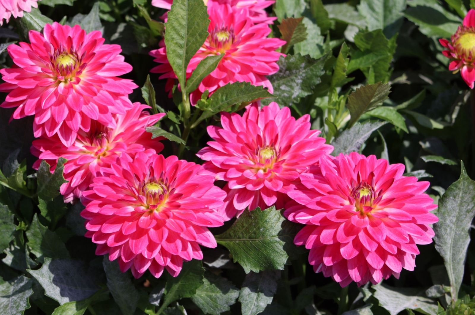 Pink Dahlia