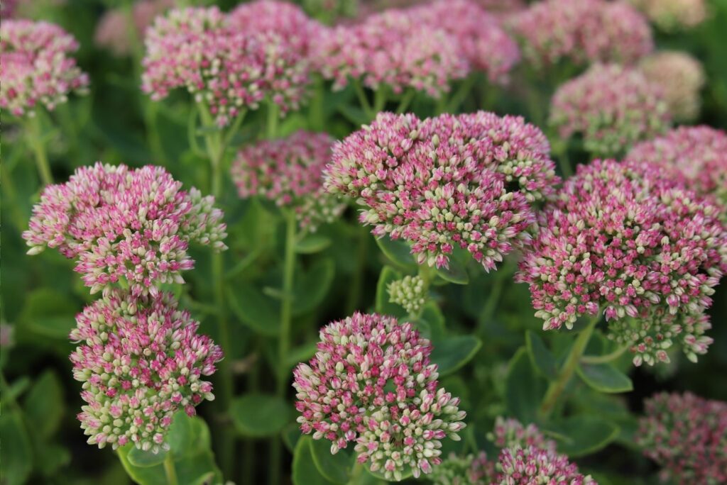 Pink Sedum flower in garden