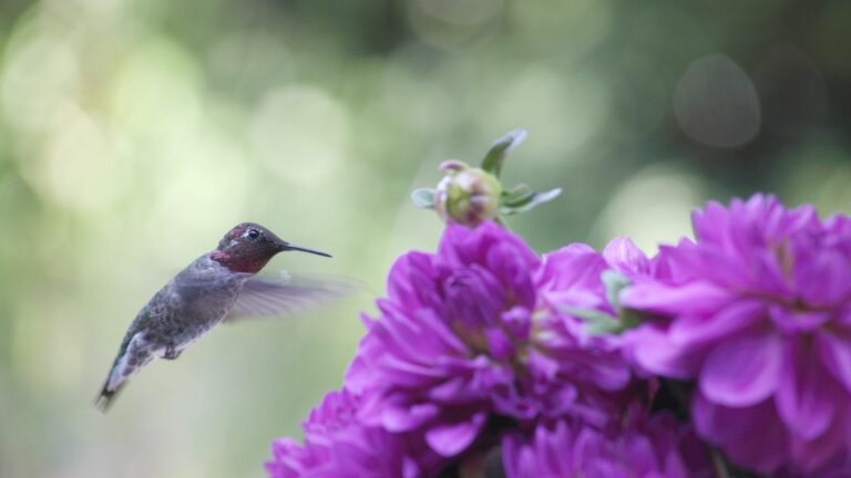 grow dahlias to attract hummingbirds